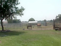 Horny pornstar in fabulous voyeur, striptease porn video