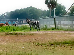 Horny pornstar in fabulous voyeur, striptease porn video