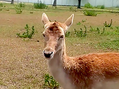 Horny pornstar in fabulous voyeur, striptease porn video