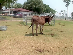 Horny pornstar in fabulous voyeur, striptease porn video