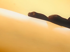 Incredible pornstar Capri Cavalli in horny tattoos, facial porn video