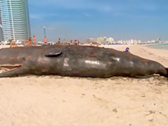 Reno 911! Miami (2007) Irina Voronina