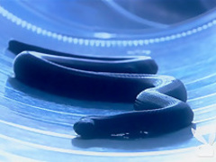 Horny pornstar in Exotic Funny, Big Tits adult movie