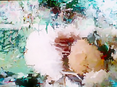 Eva Menis-Mercier & Others - The Smell of Us