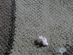 1984 (1984) Suzanna Hamilton