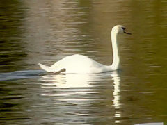 Horny pornstar Alice Frost in crazy blonde, threesome adult movie