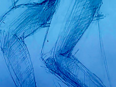 NoS 279 Nude Portrets M