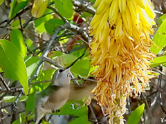 Best pornstar Shelly Lee in Horny Striptease, Babes adult scene