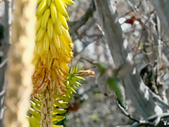 Best pornstar Shelly Lee in Horny Striptease, Babes adult scene