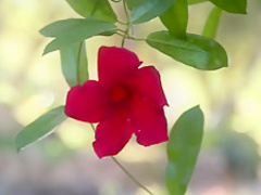 Horny pornstar Alina West in exotic blonde, anal adult scene