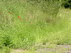 Best pornstar Shione Cooper in hottest outdoor, college adult scene