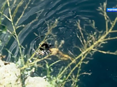 Posledniy Yanychar S01E01 (2014) - Zoryana Marchenko