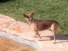 Fabulous pornstars Candy Sticks and Caroline Pierce in amazing threesome, blowjob xxx clip