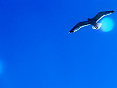 Safo (2008) Avlon Barrie, Lyudmila Shiryaeva