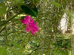 Hottest pornstar in amazing big tits, solo xxx clip