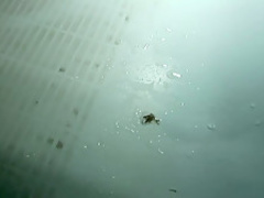 Amazing pornstar in exotic striptease, brazilian porn clip