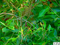 VIXEN Harley Dean and Kira Noir Share a Huge Cock