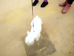 Stranger fucked in pussy   ass in public for money