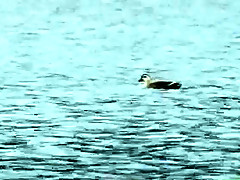 Azusa Nagasawa in I Cup 103cm Huge Breasted Girl part 1