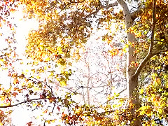 Best Blonde, Cumshot adult scene