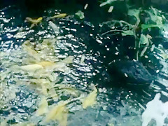 Feature 5 (Remastered)