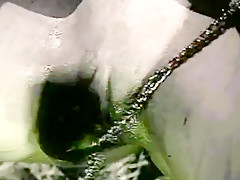 Crazy Hardcore, Big Tits porn clip