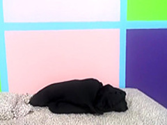 Busty brunette loves sucking dick and will blow anyone in front of her