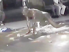 Male stripper showing cock to ladies