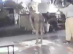 Male stripper showing cock to ladies