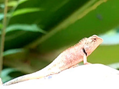 Kwan Galyarut enjoys stripping outdoors and posing for the camera