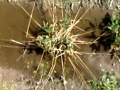 Ravishing young beauty with tiny tits is always eager to suck and fuck