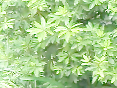 Oldies But Goldies 511