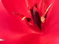 Wife's mom, a sexual interceptor