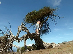 Naked by the Joshua Tree