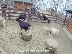 Squirrel foretells hot anal sex