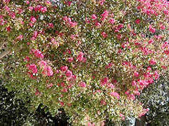 Semen On Face After Fantastic Blowjob