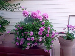 Kinky Milf Shanda Fay Fucks in the Backyard!