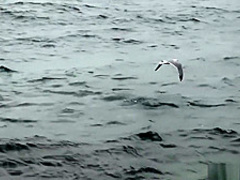 Toujours aussi impГ©tueuse mais toujours aussi bonne la salope de Marseille