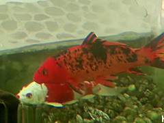 HardX Lily Love's Hot Oil Massage