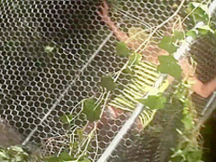 Outdoor fantasy group sex