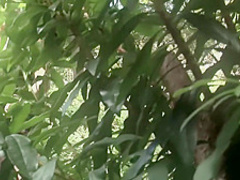 Outdoor fantasy group sex