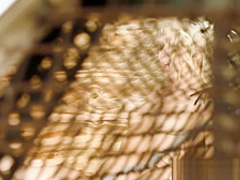 Alluring Annika Albrite takes her husbands cock inside her