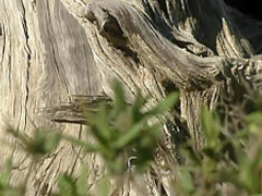 Monika tanning her perkies