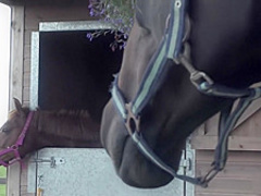 Buried underneath a pair of tits