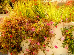 Celeste Star pussy hunter