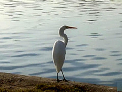 Little Alice making gagging noises