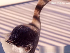 PORNFIDELITY Gorgeous Ebony Goddess Ana Foxxx Creampied Panties