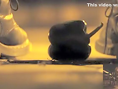 POV crushing of capsicum in shiny Doc Martens combat boots