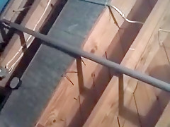 Getting some head from a big booty crackhead