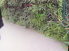 Pickedup babe sucking cock in POV scene